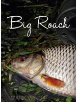 Big roach 1.jpg